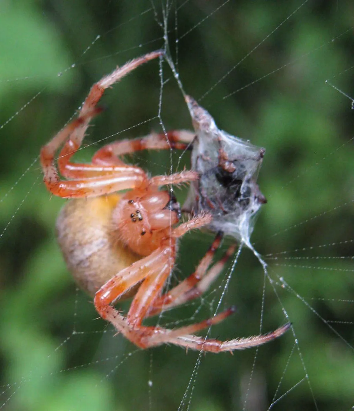 Marbled orbweaver wrapping prey in silk on its web
