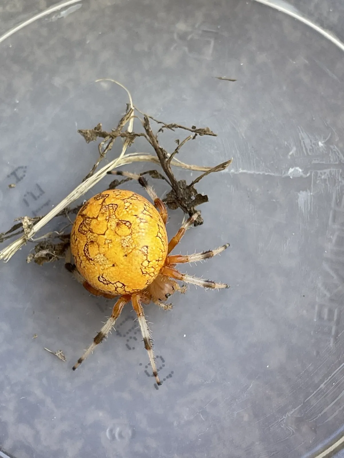 Top-down view of marbled orbweaver showing orange marbled abdomen pattern