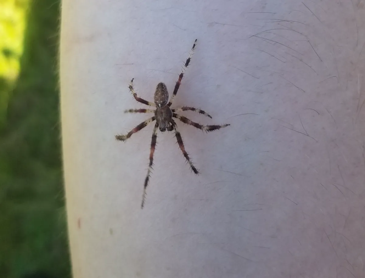 Marbled orbweaver resting on web showing banded legs and body markings