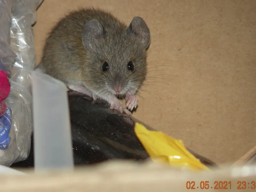 Rice rat in wet marsh vegetation