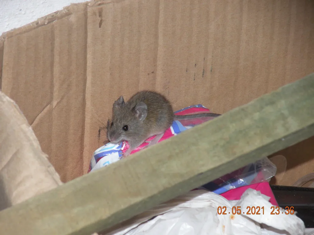 Marsh rice rat perched on a surface showing its full body profile and long tail