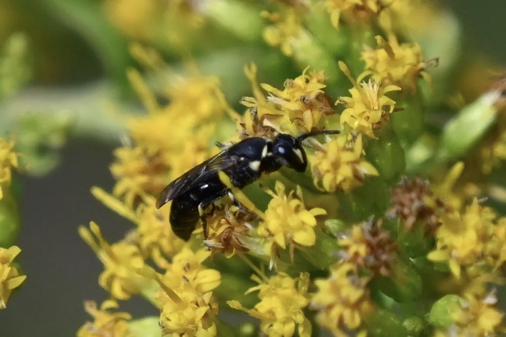 Masked bee on goldenrod flowers showing typical foraging habitat