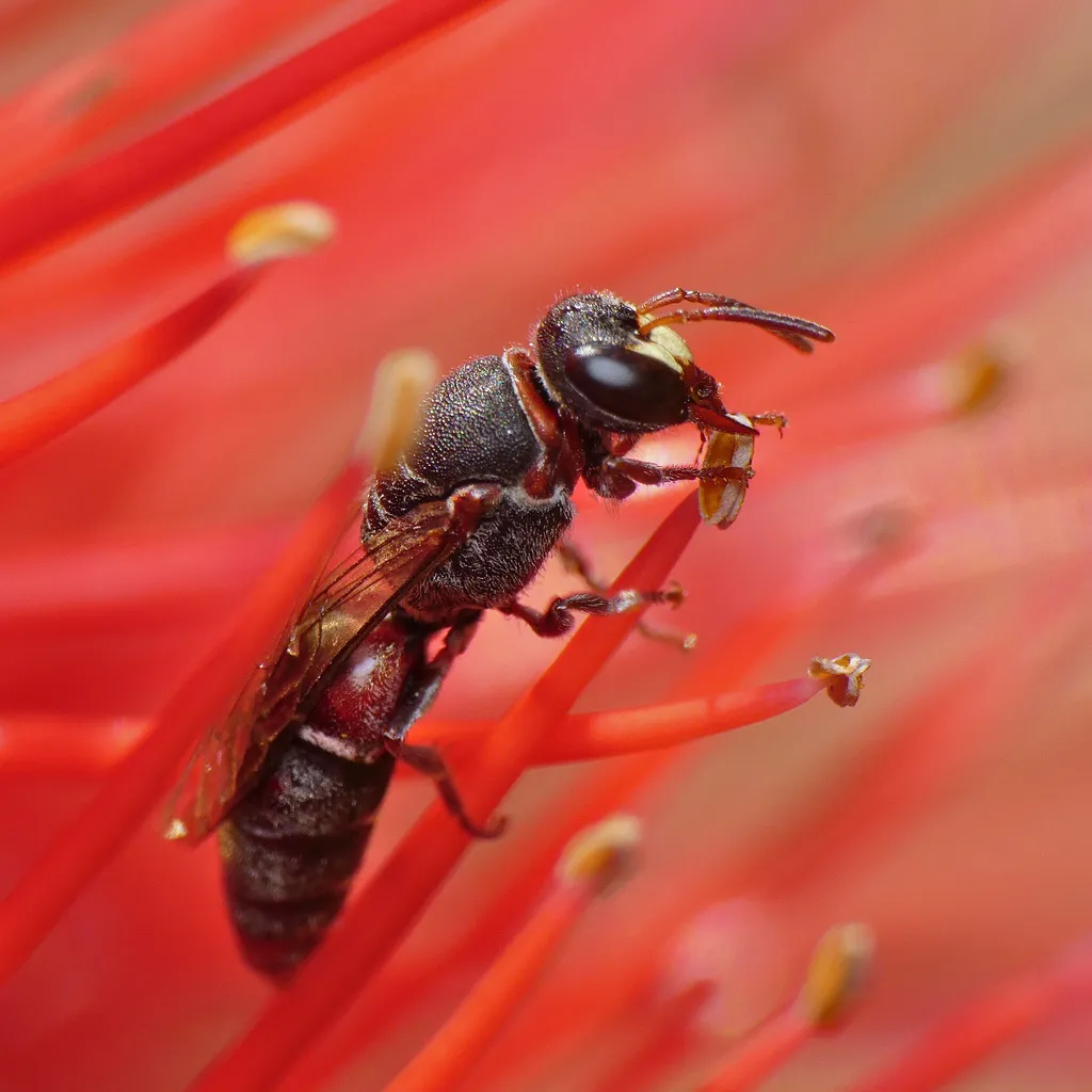 Masked bee collecting pollen from red flower stamens
