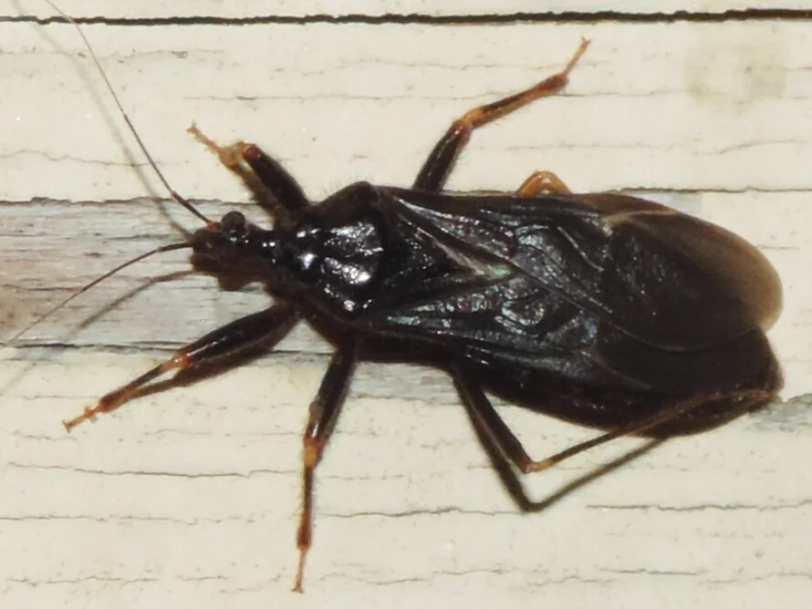 Top-down view of adult masked hunter displaying its dark body and wings