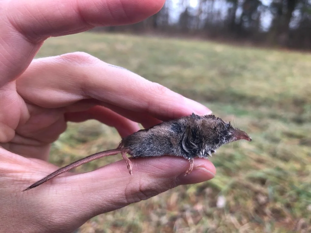 Masked shrew held in hand showing tiny size and gray-brown fur