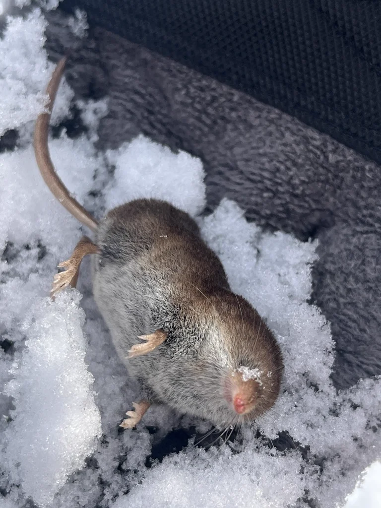 Masked shrew in winter environment showing year-round activity