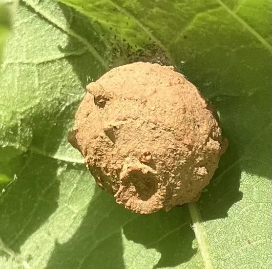 Mason wasp mud nest attached to the underside of a leaf