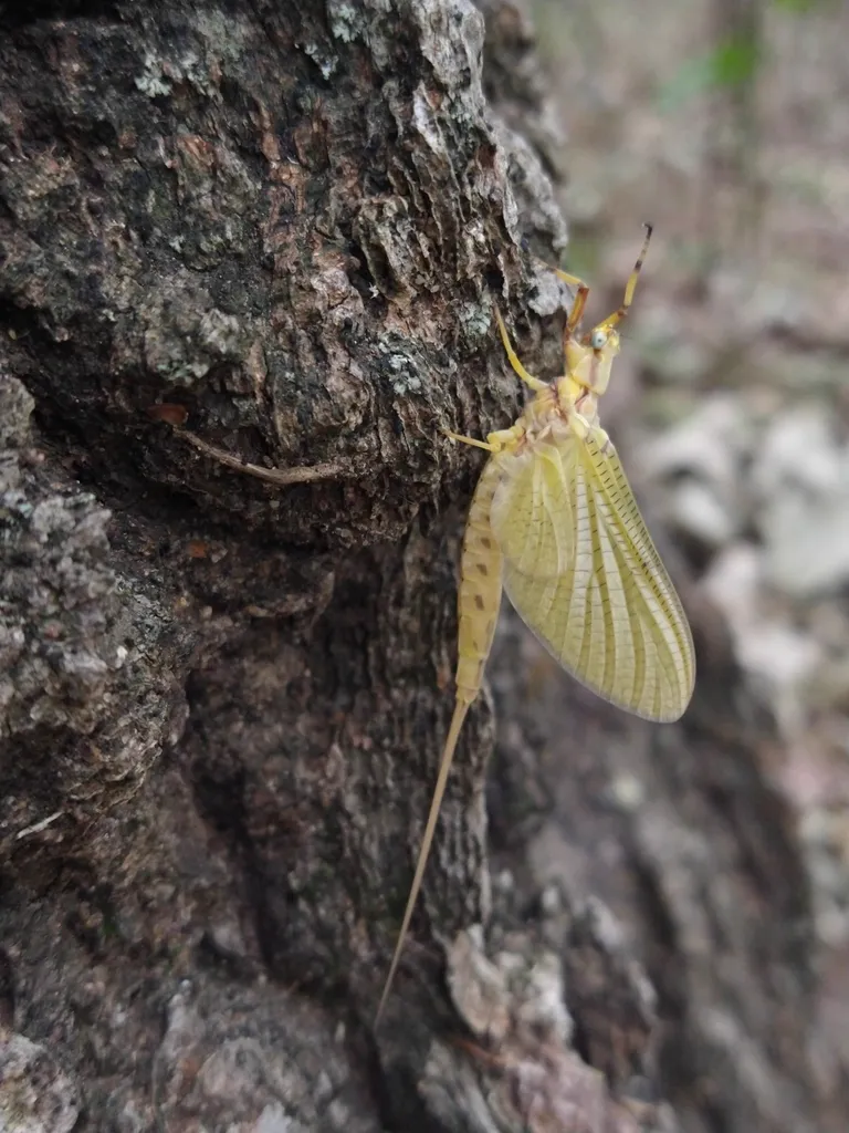 Yellow-brown mayfly with upright wings resting on tree bark