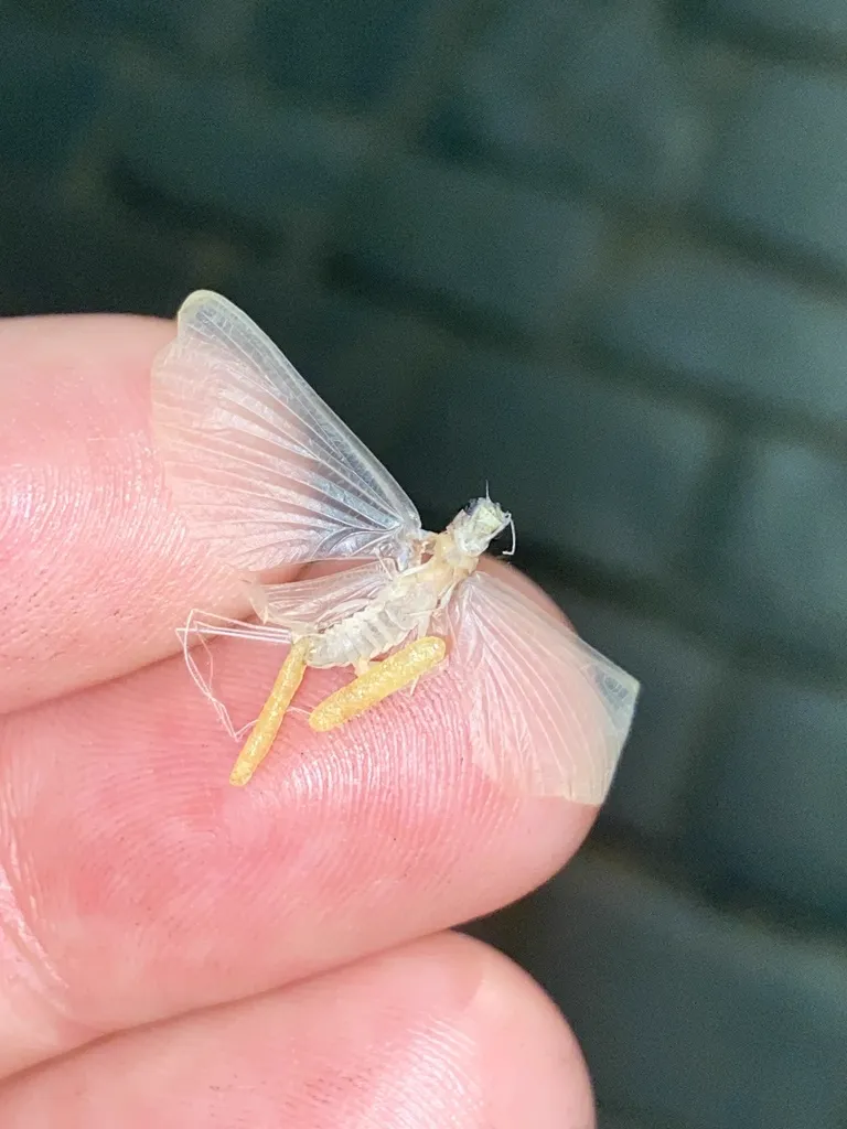 Adult mayfly resting on a human finger showing scale and delicate wing structure