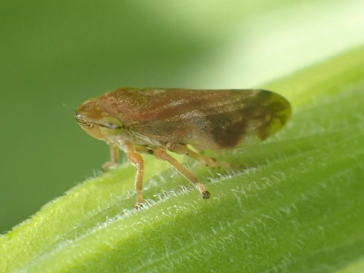 Meadow spittlebug in profile view on grass blade displaying characteristic wedge shape