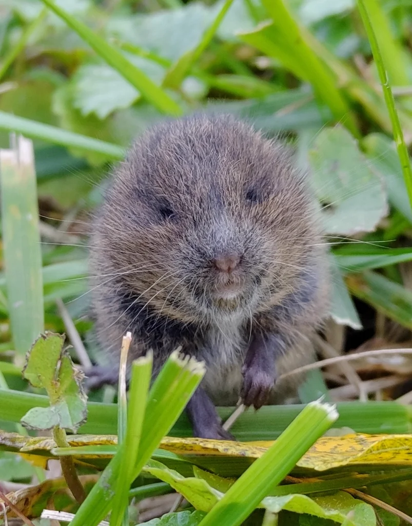 Front view of meadow vole showing small ears and blunt snout