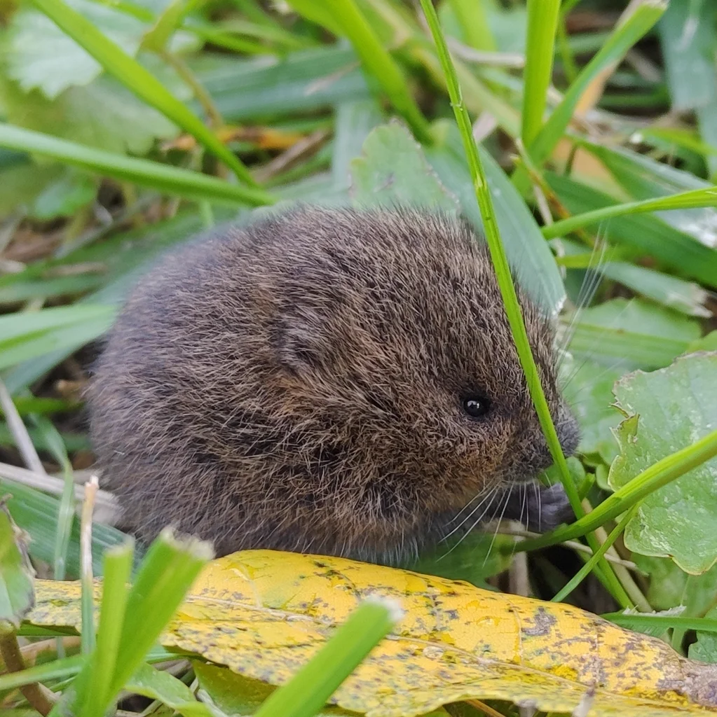 Meadow vole foraging in grass habitat