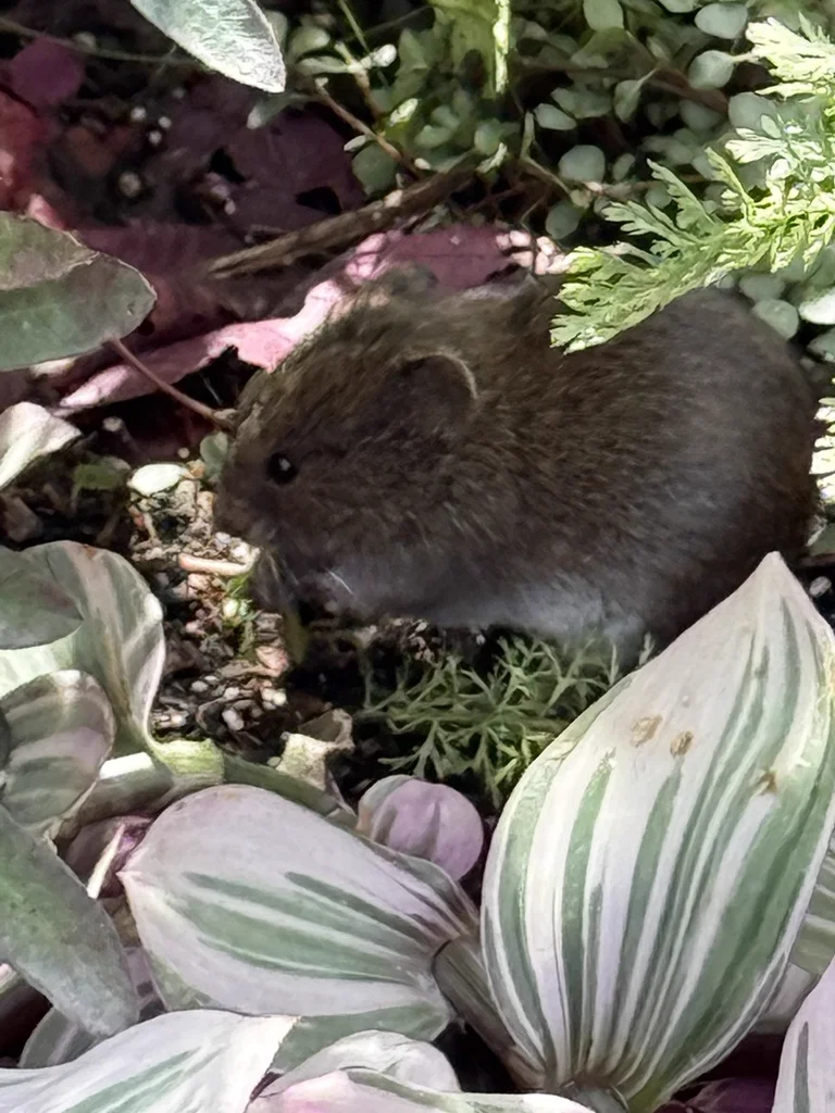 Meadow vole among garden plants