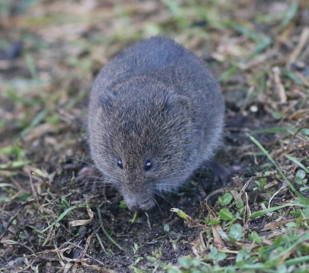 Close-up of meadow vole showing rounded body shape