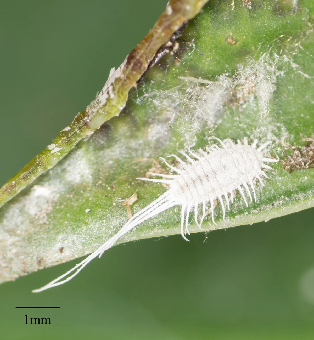 Macro photograph of mealybug displaying distinctive waxy projections