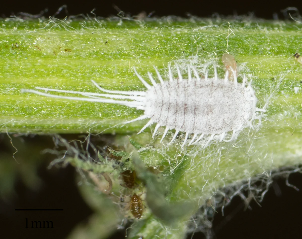 Mealybug with 1mm scale bar showing detailed body structure and waxy filaments