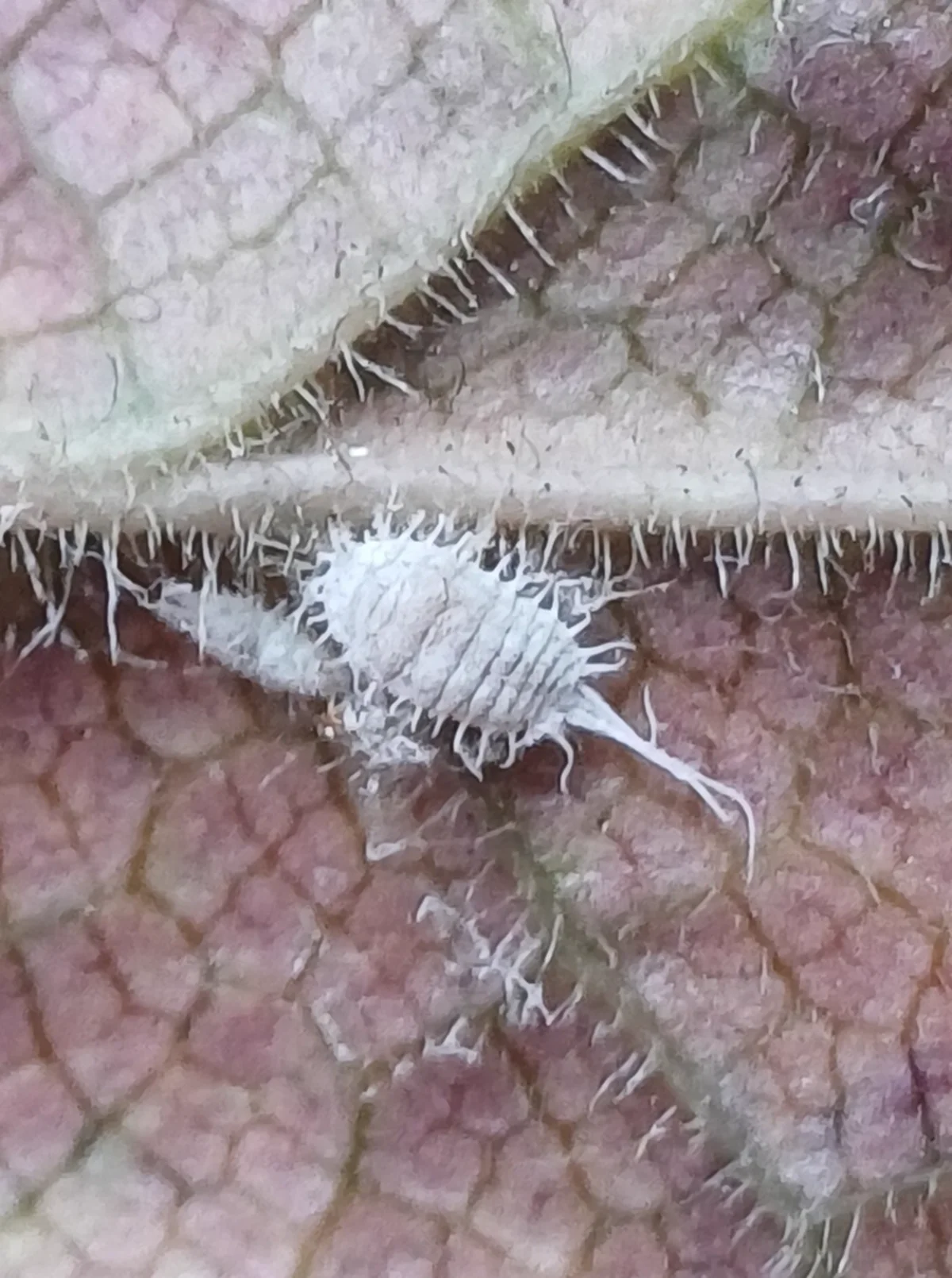 Mealybug on plant leaf showing natural habitat and feeding behavior