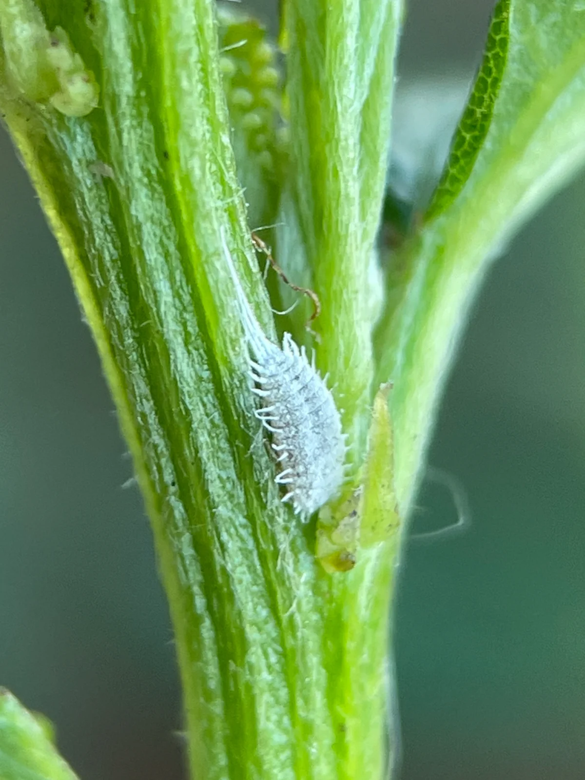 Mealybug on plant stem demonstrating typical location where infestations occur