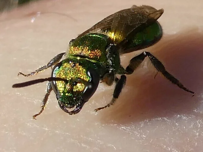 Close-up of metallic green sweat bee showing iridescent coloring