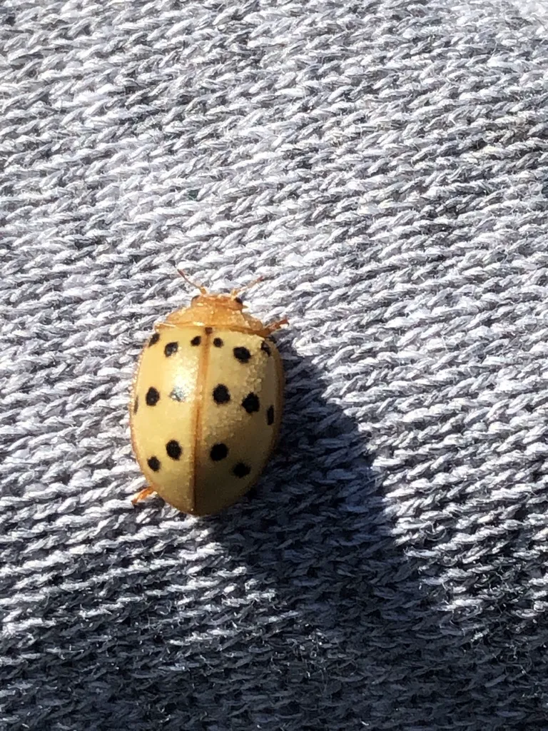 Close-up of a Mexican bean beetle on gray fabric showing its rounded dome shape and spotted pattern
