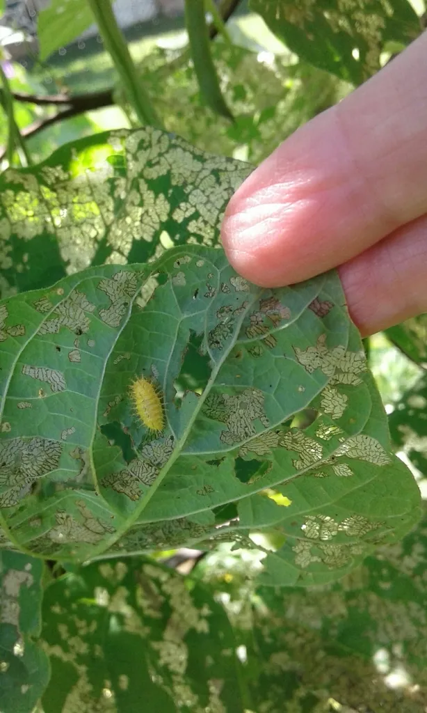 Mexican bean beetle larva feeding on a bean leaf alongside visible skeletonization damage