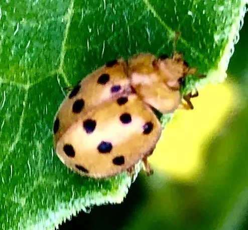 Mexican bean beetle resting on a green leaf showing characteristic spot pattern