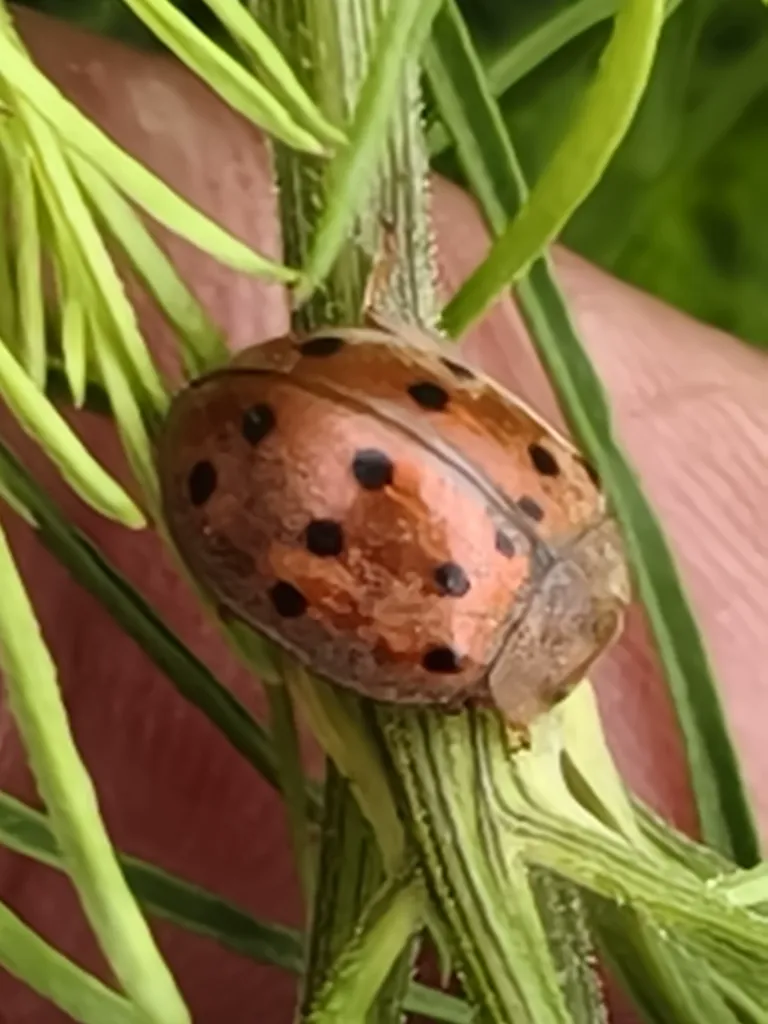 Mexican bean beetle clinging to a green plant stem in a garden setting