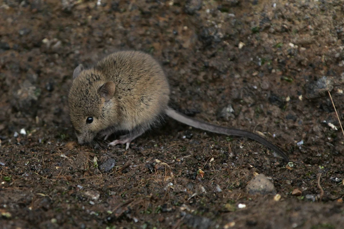 House mouse foraging on soil showing full body and long tail