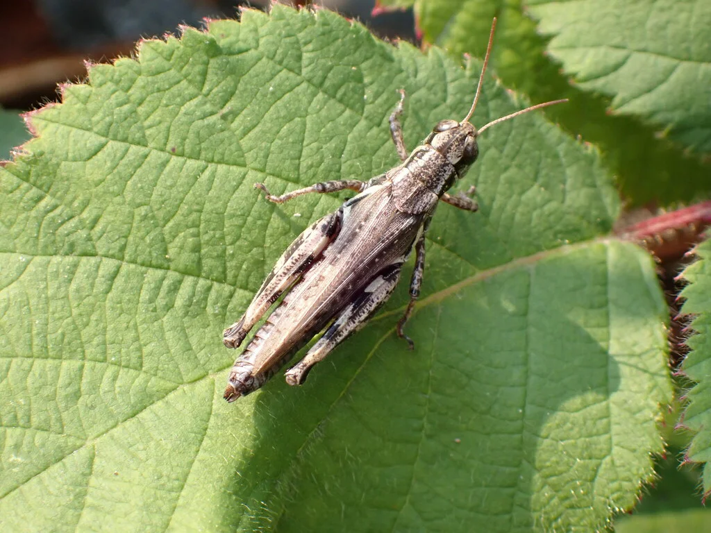 Migratory grasshopper resting on a green leaf showing dorsal view