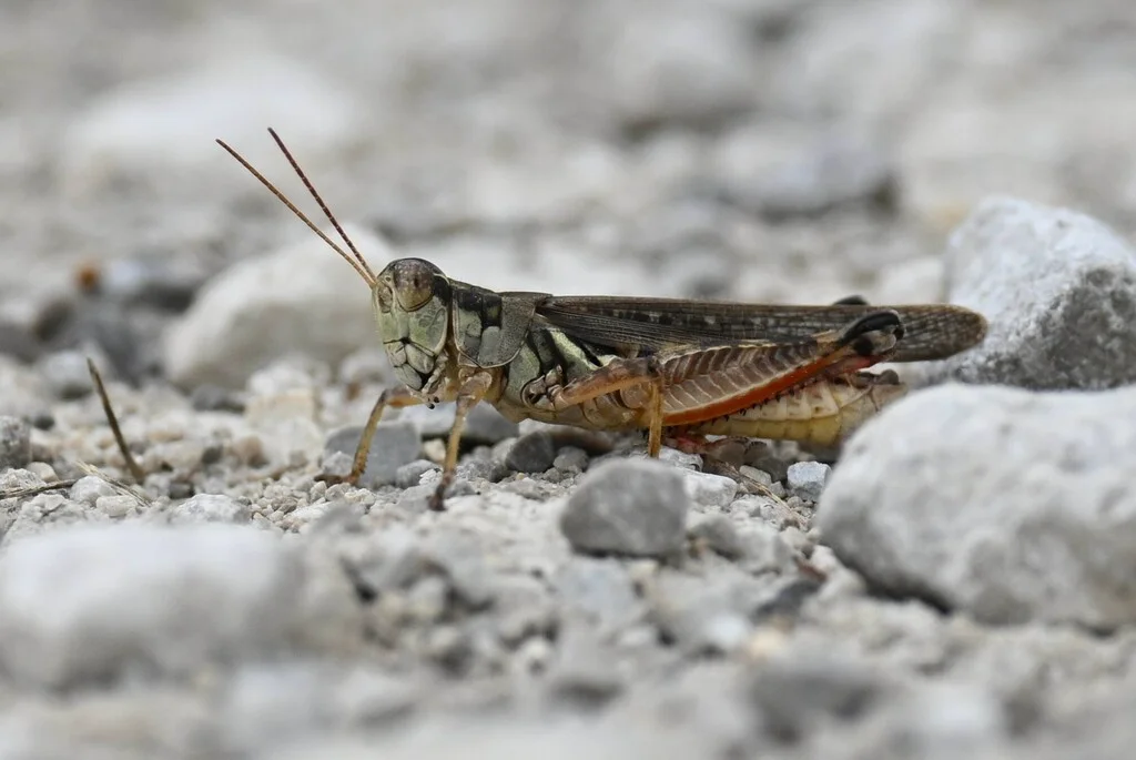 Migratory grasshopper on gravel showing characteristic red hind tibiae