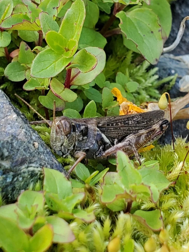 Migratory grasshopper among vegetation in natural habitat