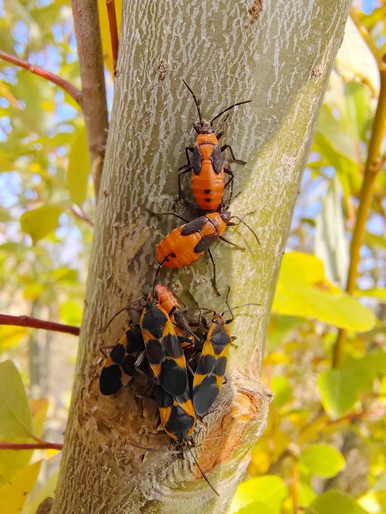 Milkweed bug nymphs and adults clustered together showing different life stages