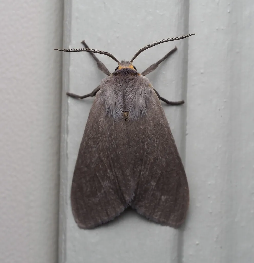 Adult milkweed tussock moth with plain mouse-gray wings resting on house siding