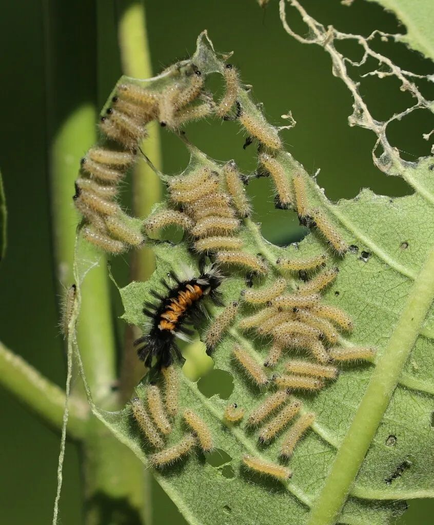 Group of young pale milkweed tussock caterpillars skeletonizing a milkweed leaf next to one older orange and black caterpillar