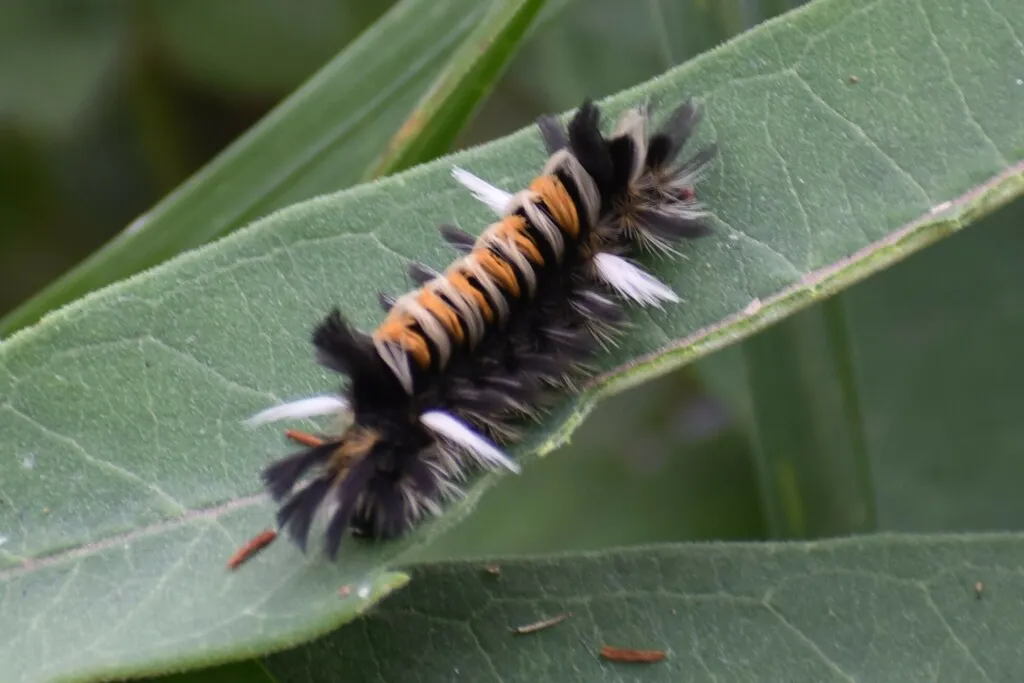 Single milkweed tussock moth caterpillar crawling along a milkweed leaf with long white hair pencils at each end