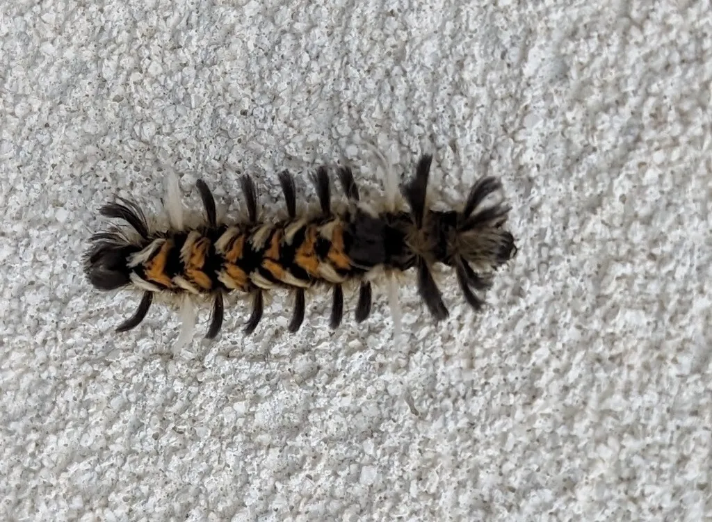Milkweed tussock moth caterpillar crawling across a textured stucco wall
