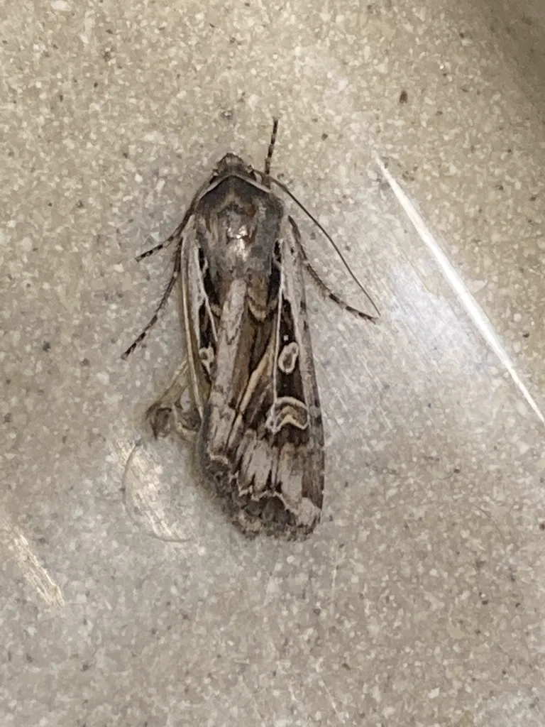 Miller moth on a gray surface displaying typical gray-brown forewing pattern