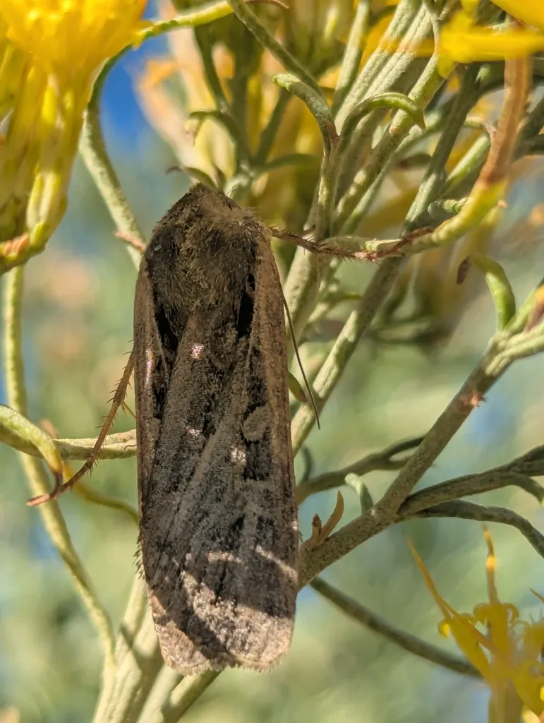 Miller moth perched on yellow wildflowers in its natural habitat