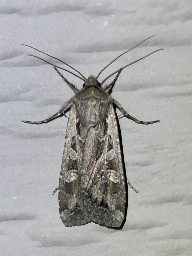 Miller moth resting on a light surface showing full body and gray-brown wing pattern