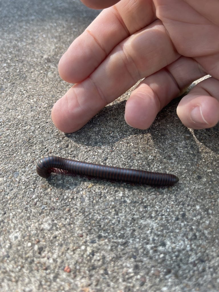 Coiled garden millipede