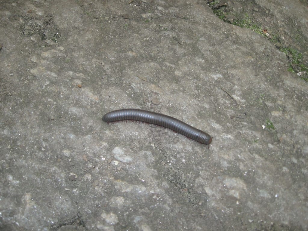 Millipedes photo 1