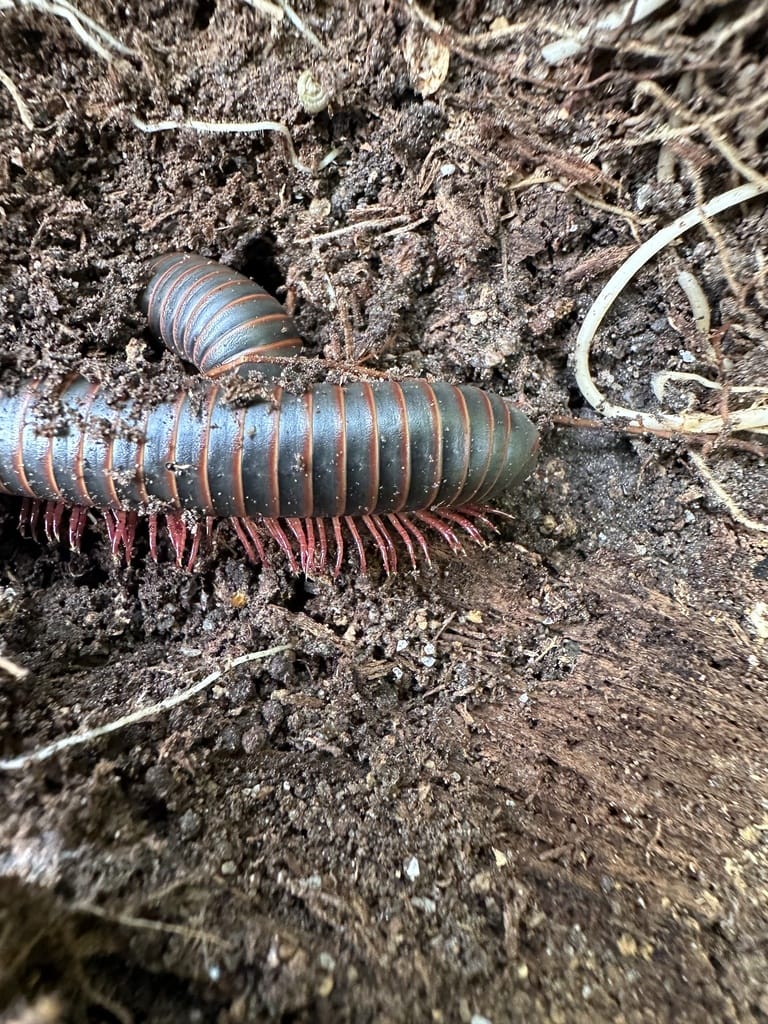 Millipedes photo 4