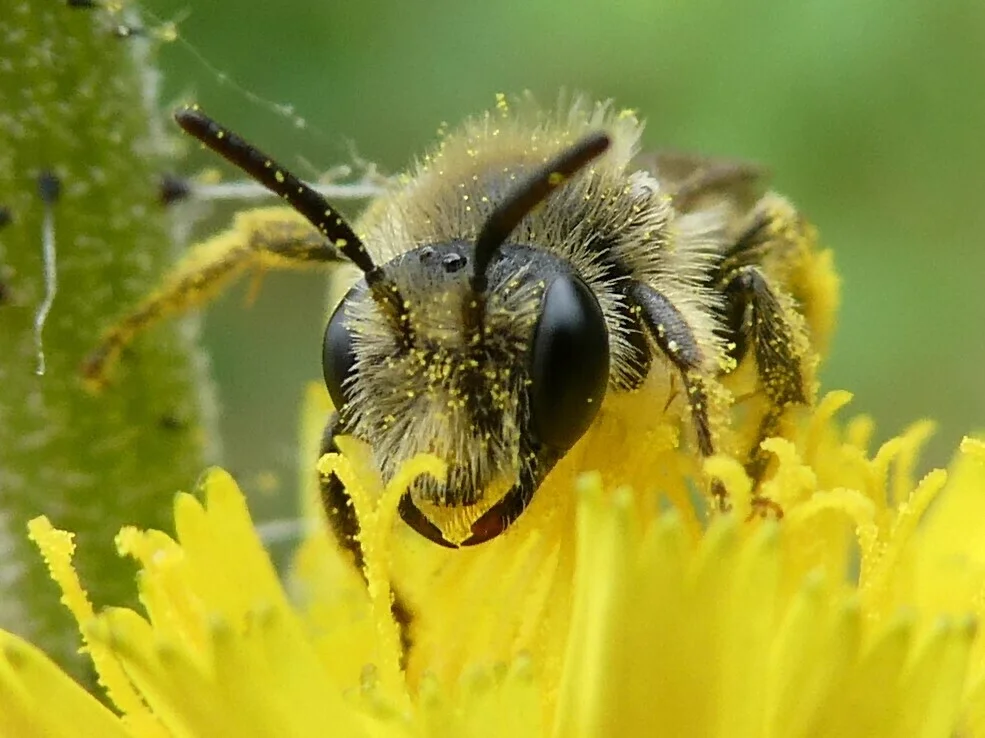 Close-up of mining bee face showing fuzzy body and antennae