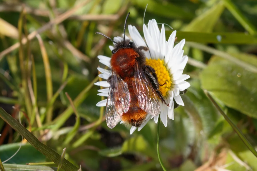 Mining bee on white daisy flower in natural habitat