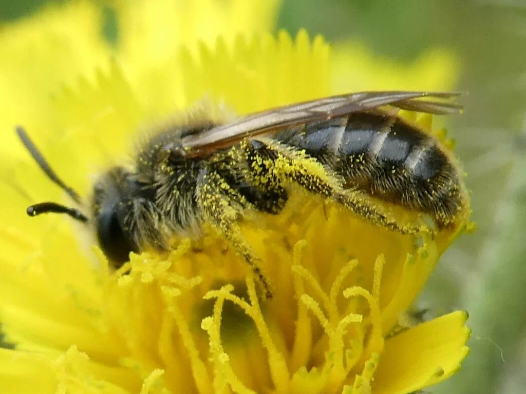 Mining bee with pollen on body collecting nectar