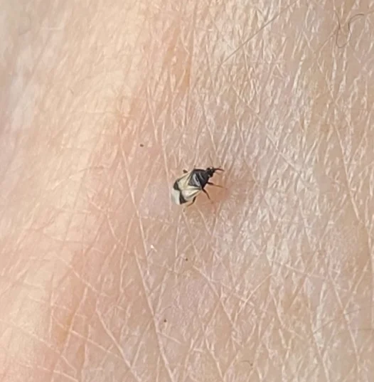 Minute pirate bug on human skin demonstrating small size