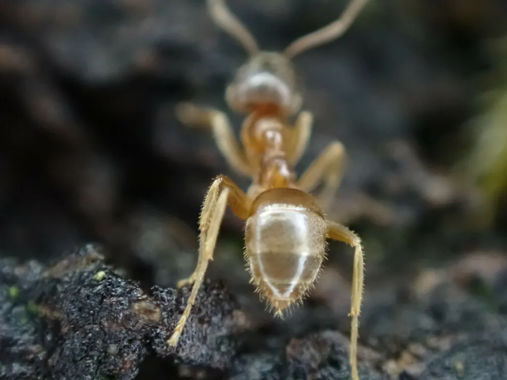 Pale moisture ant worker with a swollen abdomen crawling over dark rotting wood