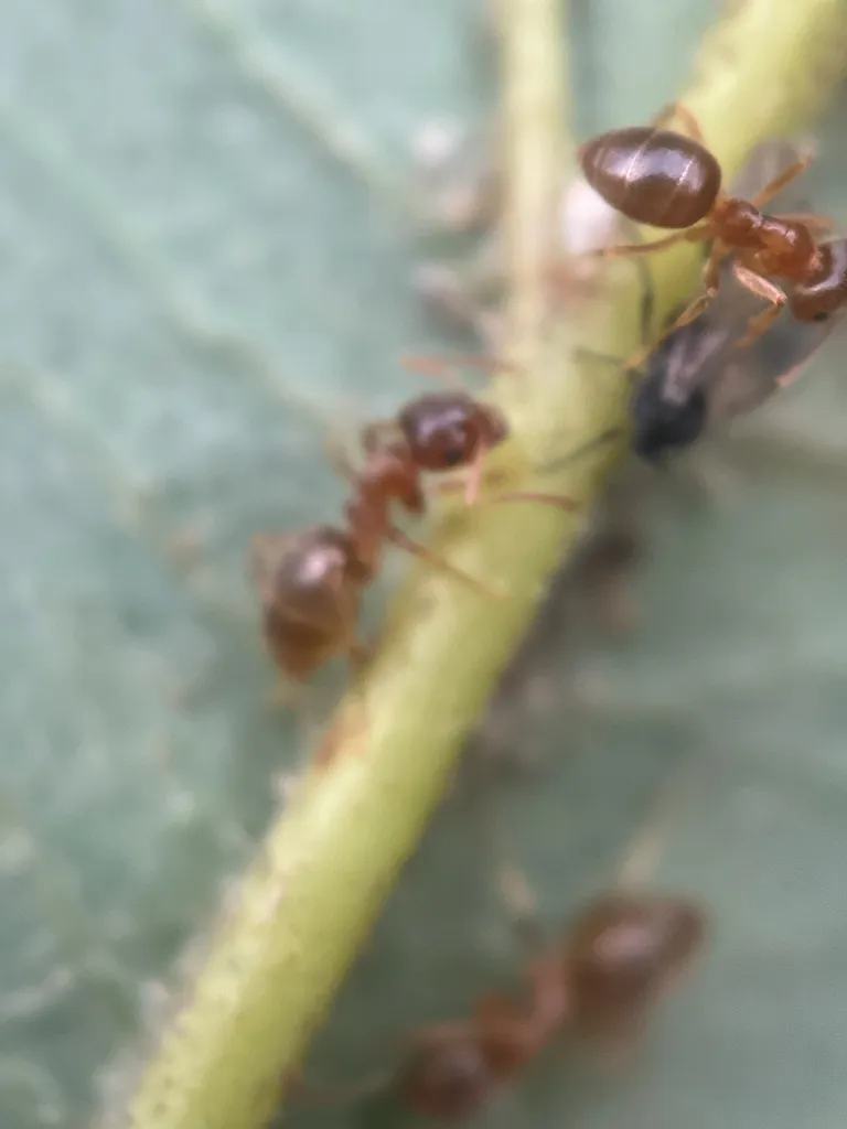 Moisture ants tending aphids on the underside of a leaf for their sugary honeydew