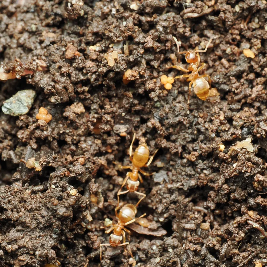 Yellow moisture ant workers foraging on damp soil