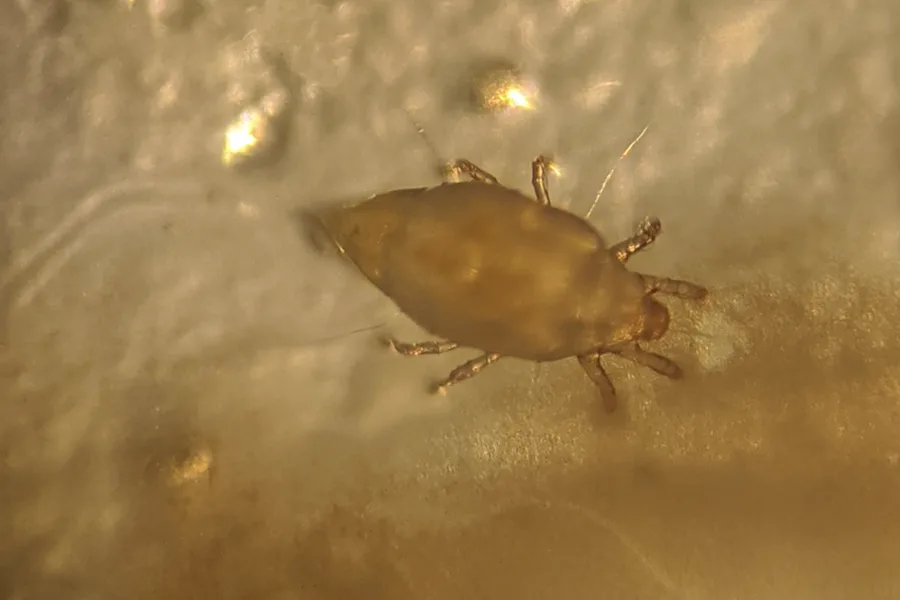Single mold mite crawling across a damp surface with smaller mites visible nearby